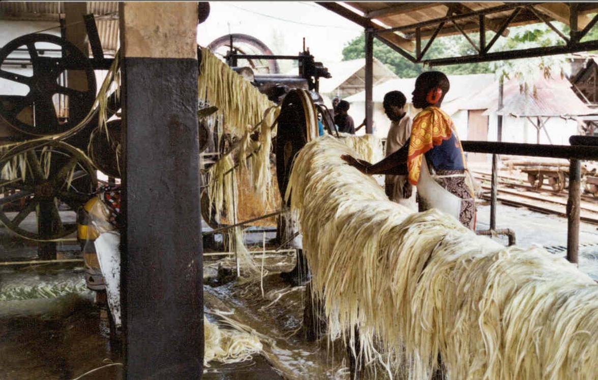 9 efter fibren er blevet renset for bladkød